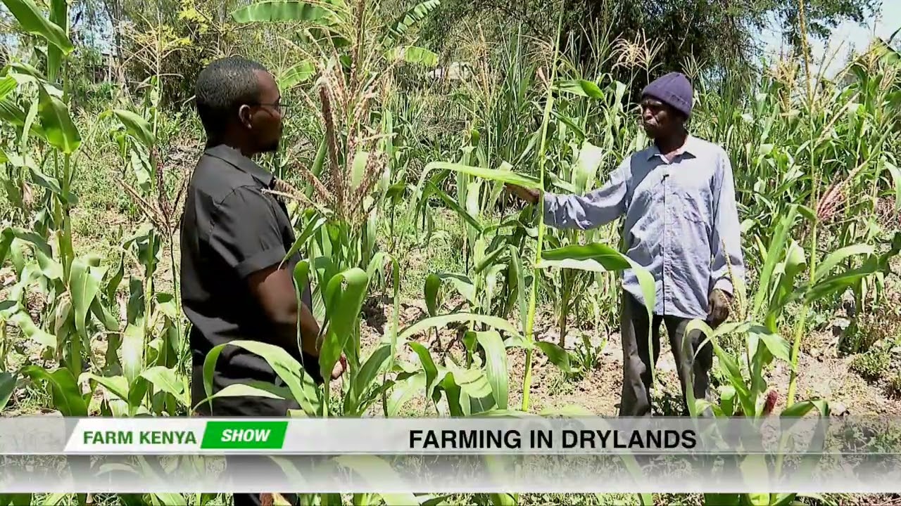 FARMING IN DRYLANDS||FARM KENYA
