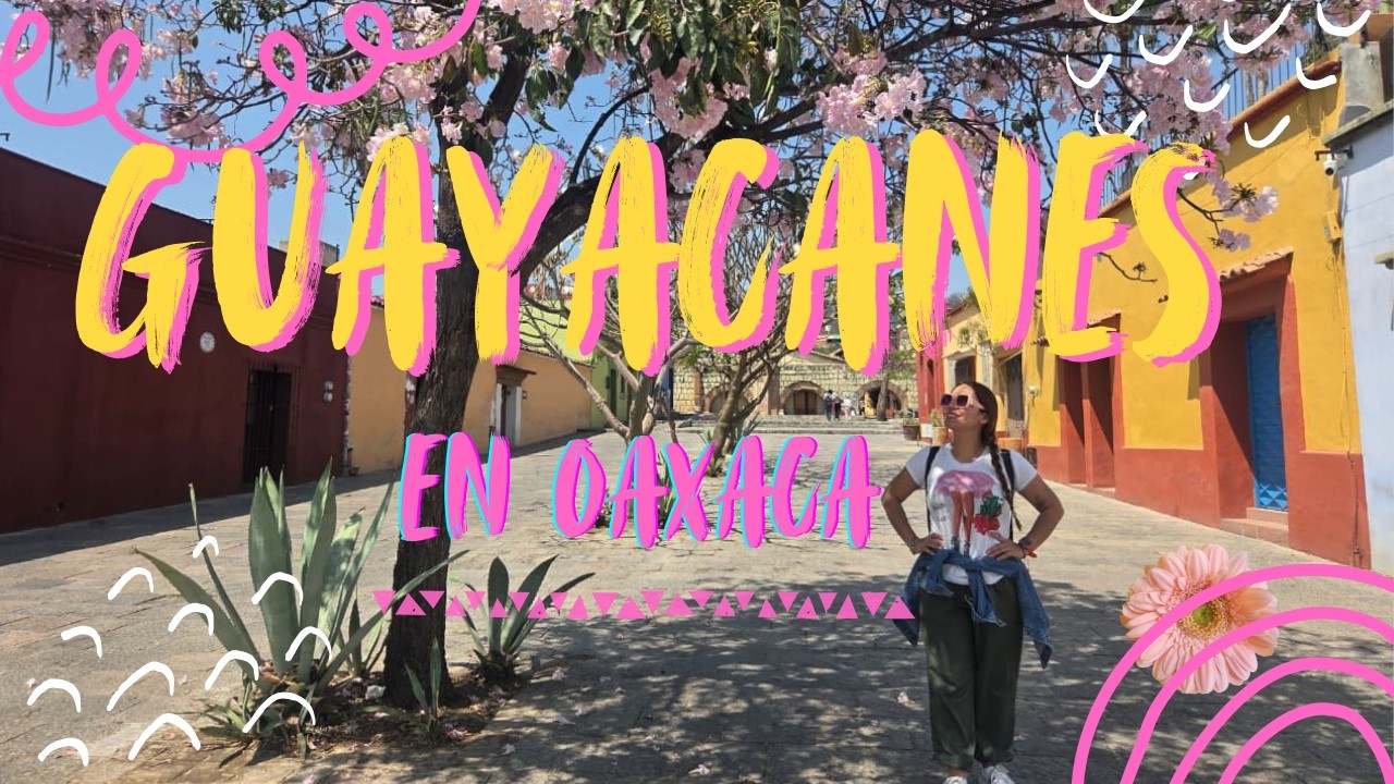 Los Guayacanes floreciendo en Oaxaca | Un paseo por el centro de la ciudad | may torres | México