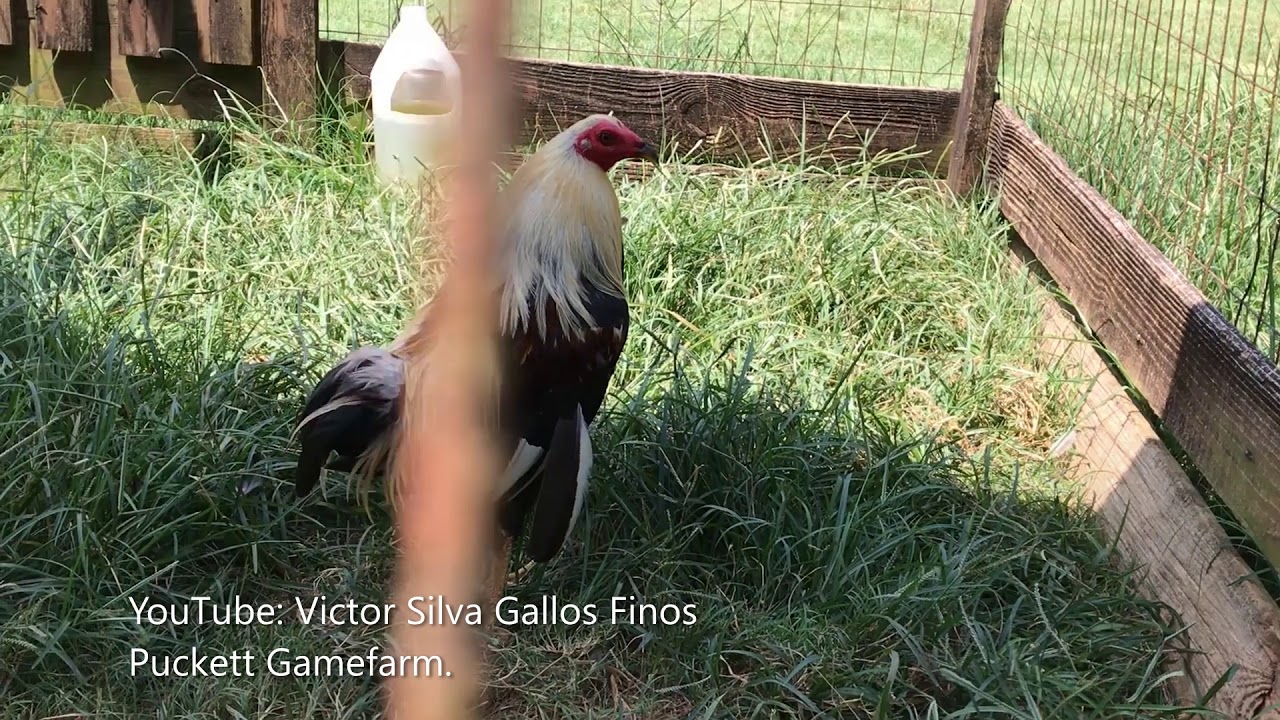 Puckett Gamefarm del criador Wayne Stevens en Georgia, Victor Silva.