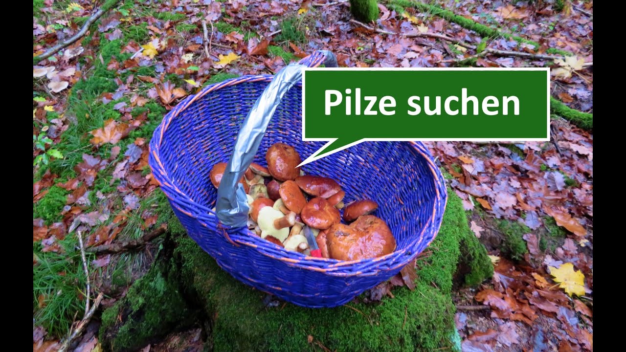 Pilze suchen:  Meine Pilzsuche in Forchheims W&auml;ldern am 05.11.2019