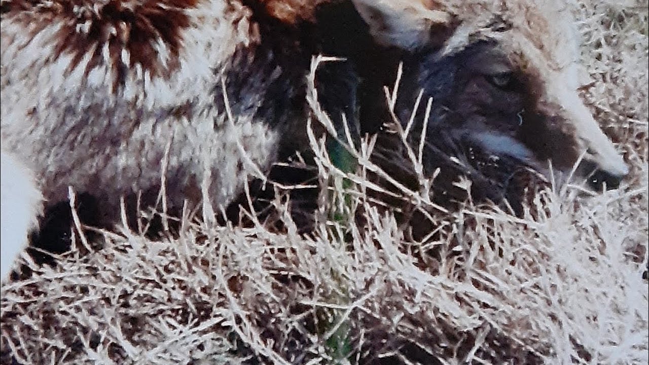 Discover the Secret to Successful Predator Trapping - Using Urine Post Sets #trapping