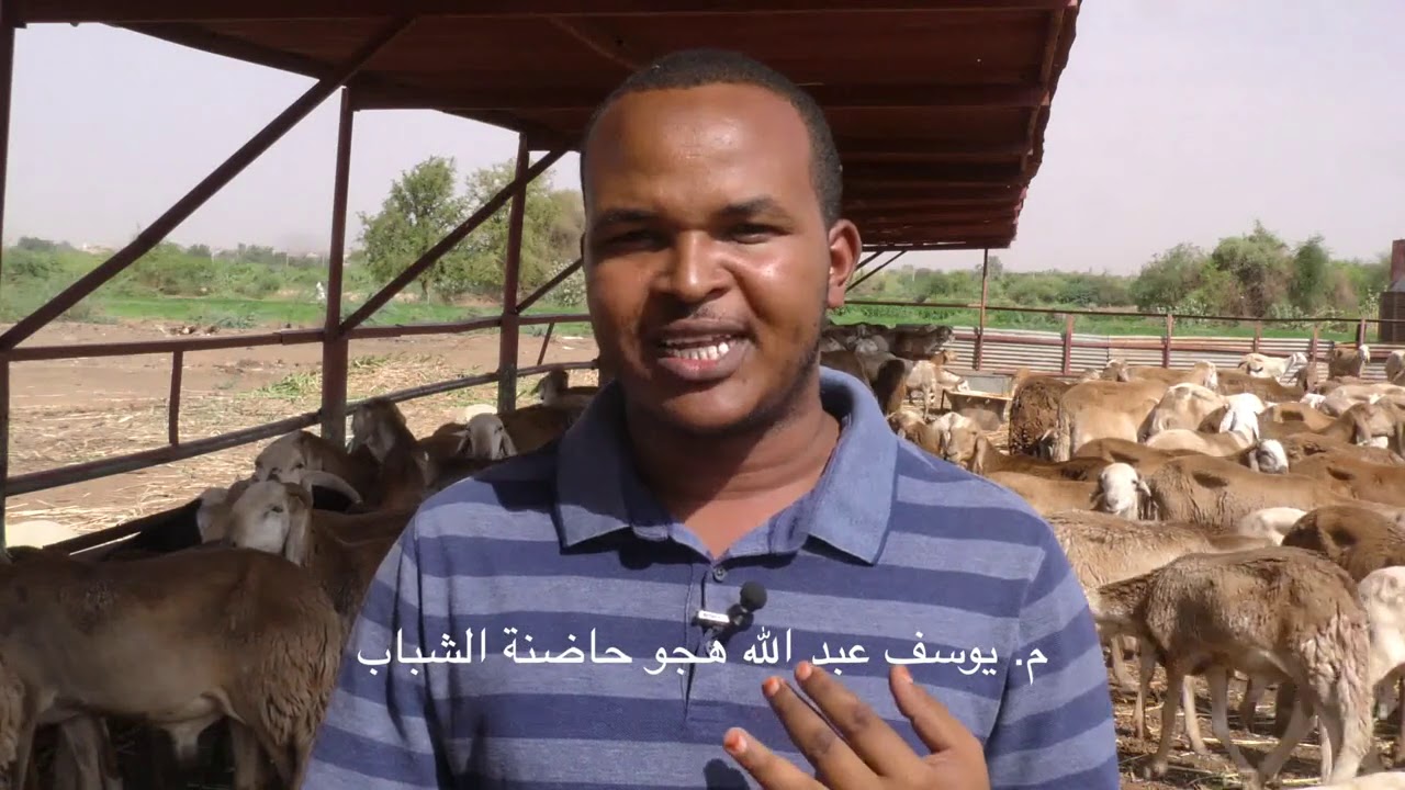 برنامج سنابل الاستثمار في الضأن هل هو مشروع ناجح ؟