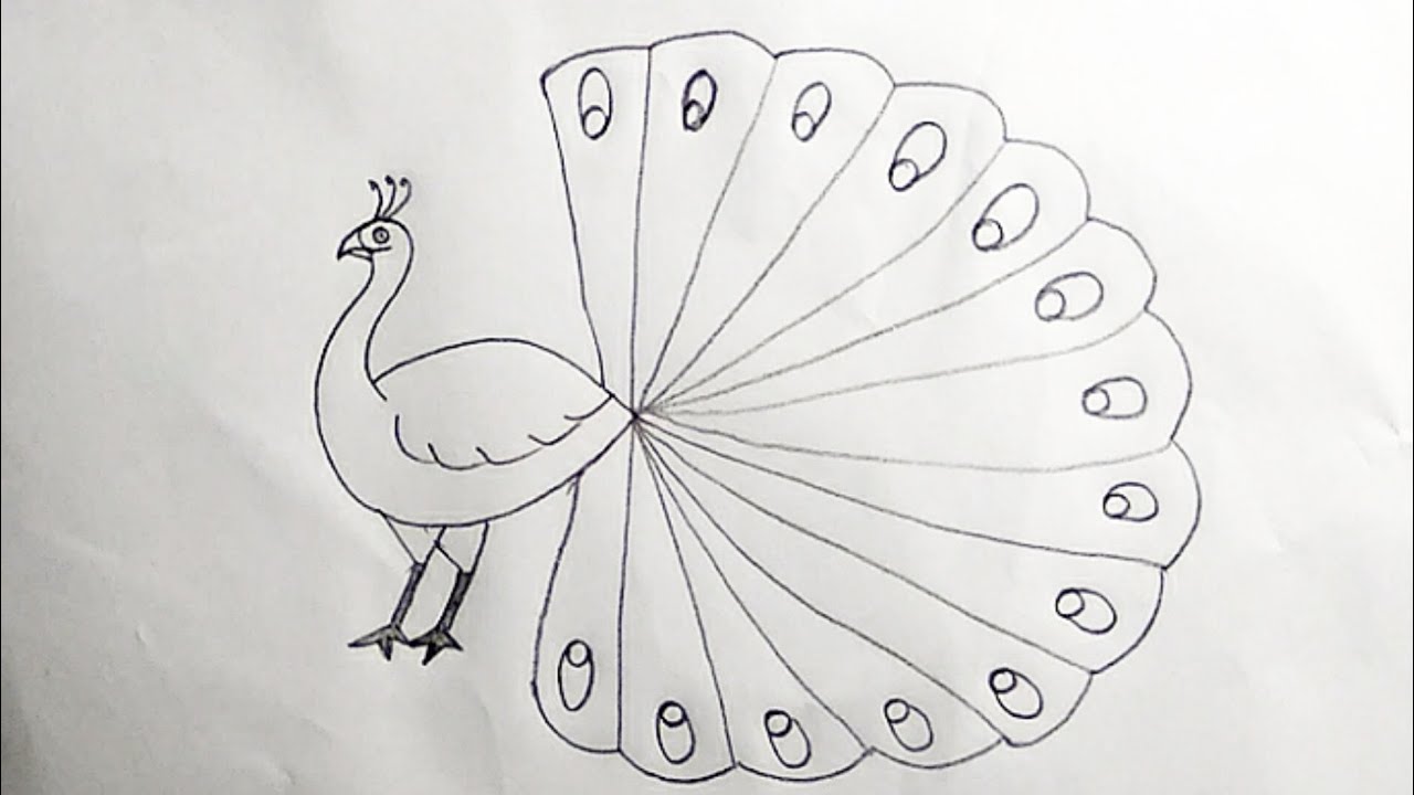 peacock drawing step by step with pencil. 