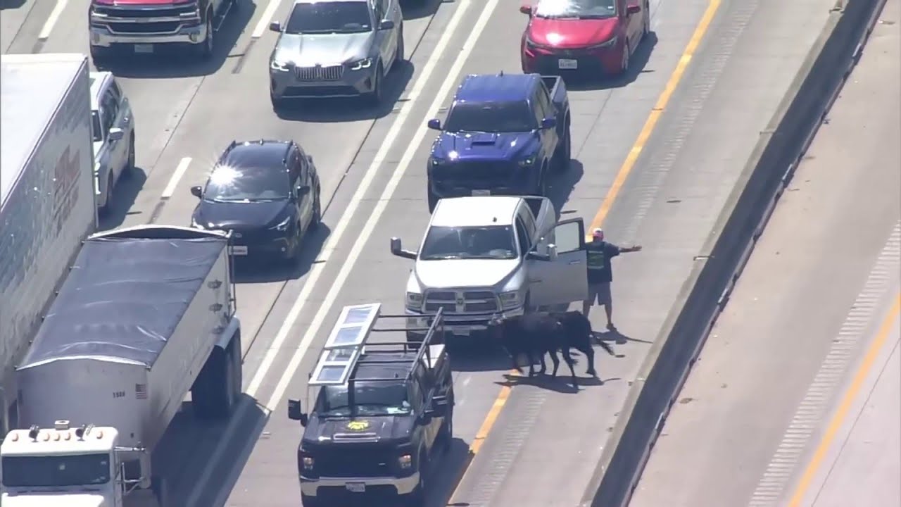 Drivers try to stop loose bulls on major freeway in Houston area
