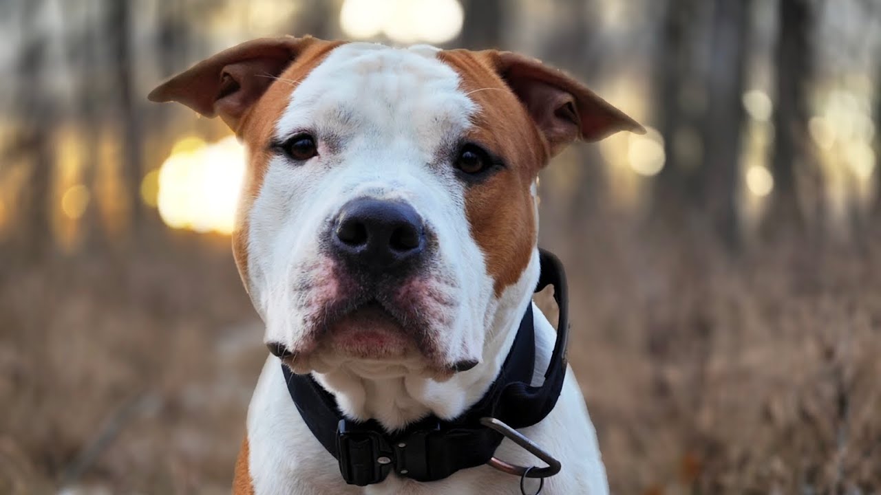 Funny and cute Amstaff dogs