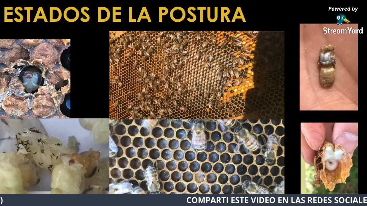 Nutricion de las Abejas: Abejas Gordas vs Abejas Flacas 1- Parte. Pilar importante de la Apicultura