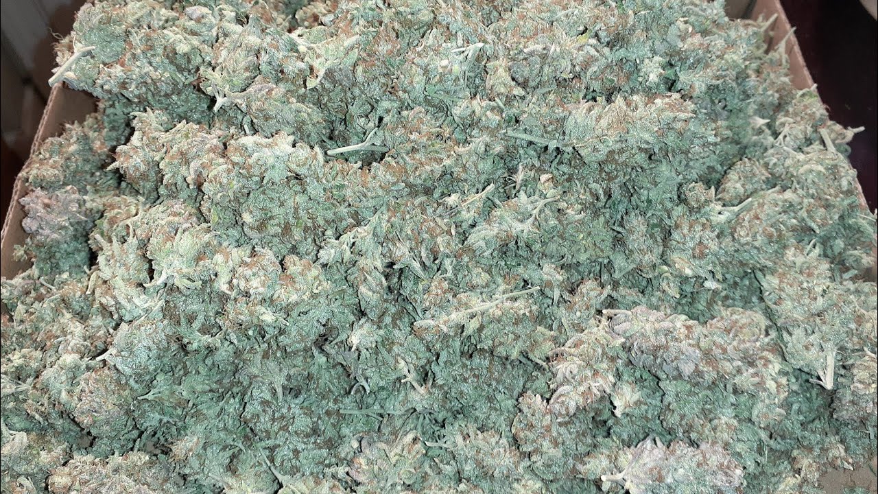 Chem Dog sign out photoperiod 170 day grow. 204.2 grams. medical marijuana