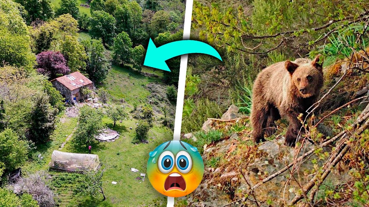 #51 🐻 Aparece un OSO en la Cabaña de Piedra Abandonada 😱
