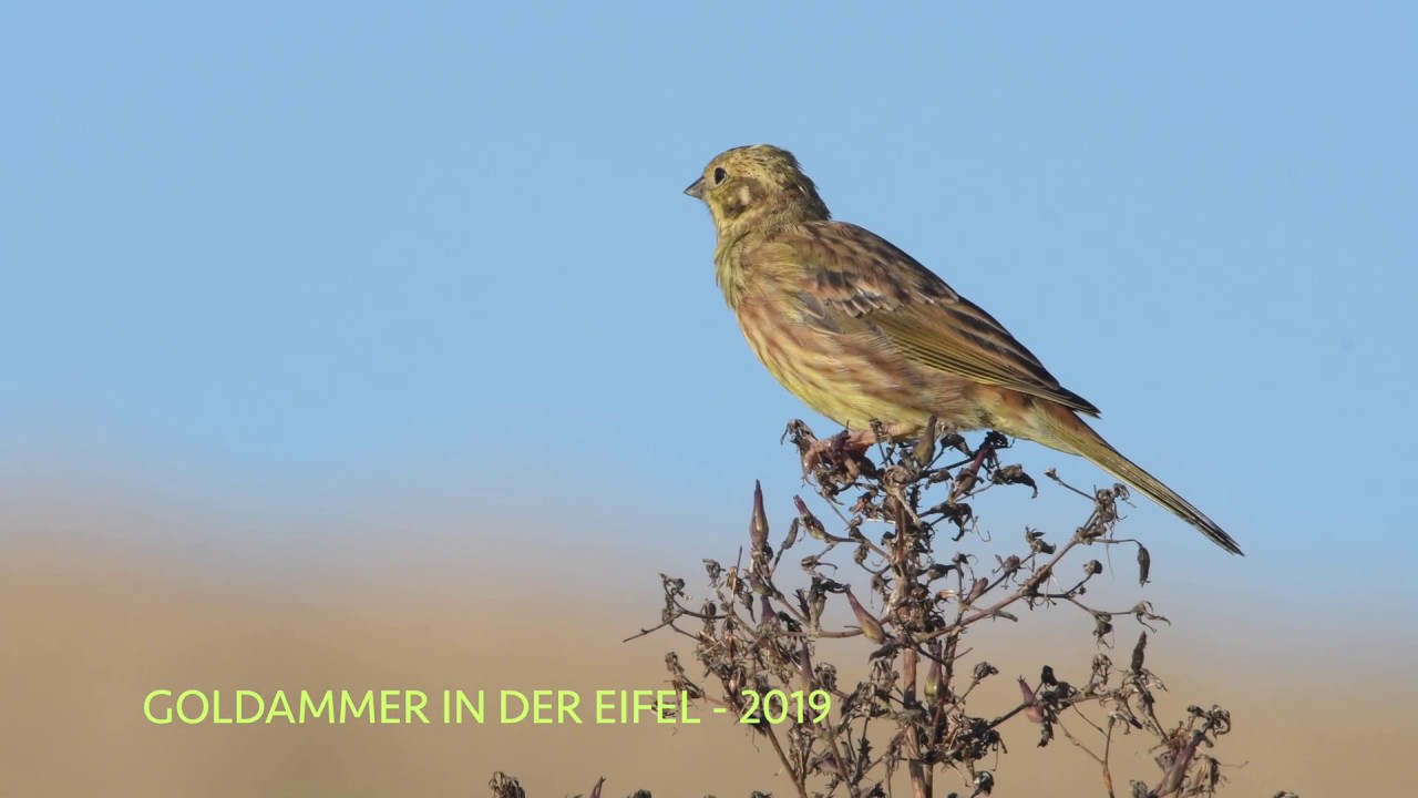 Goldammer in der Eifel 2019 - 4 k
