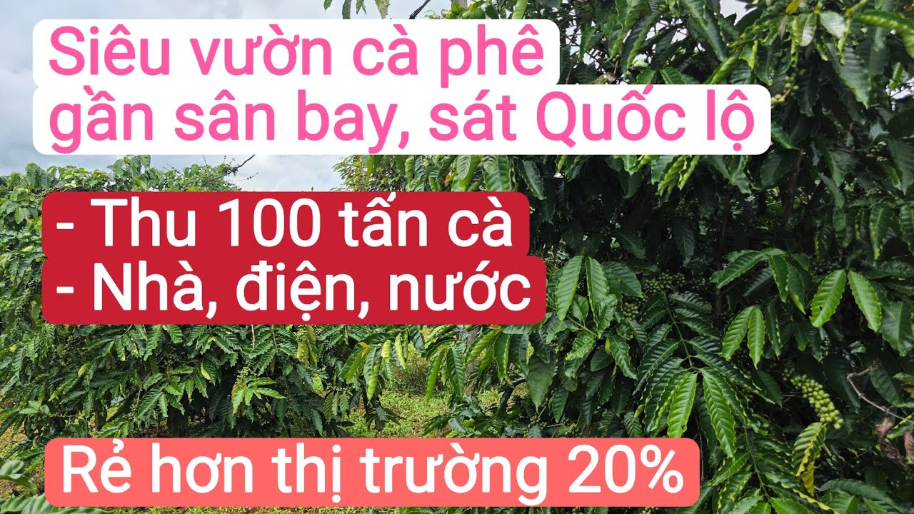Vườn cà phê sầu riêng đẹp gần quốc lộ, sân bay và dân cư, bất động sản đất rẫy, đầu tư vườn cà phê