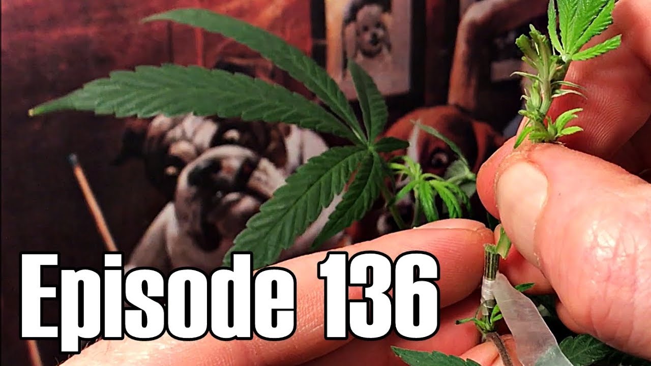 Cannabis Grafting Part 6: Another Cleft Graft - Episode 136