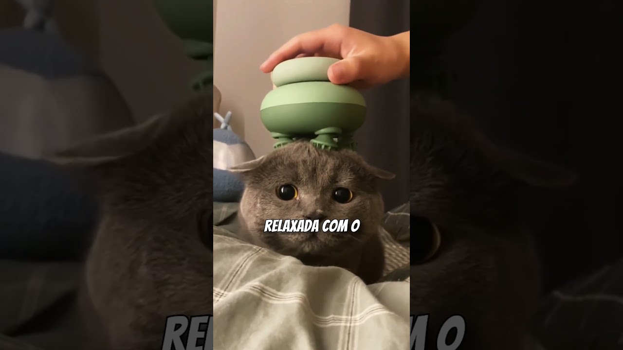 Ser&aacute; Que Seu Gato Est&aacute; Feliz?