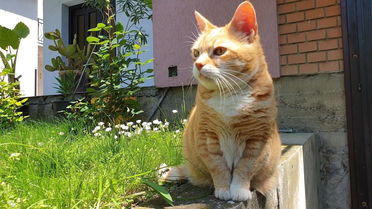 Relaxing Cat Video 51