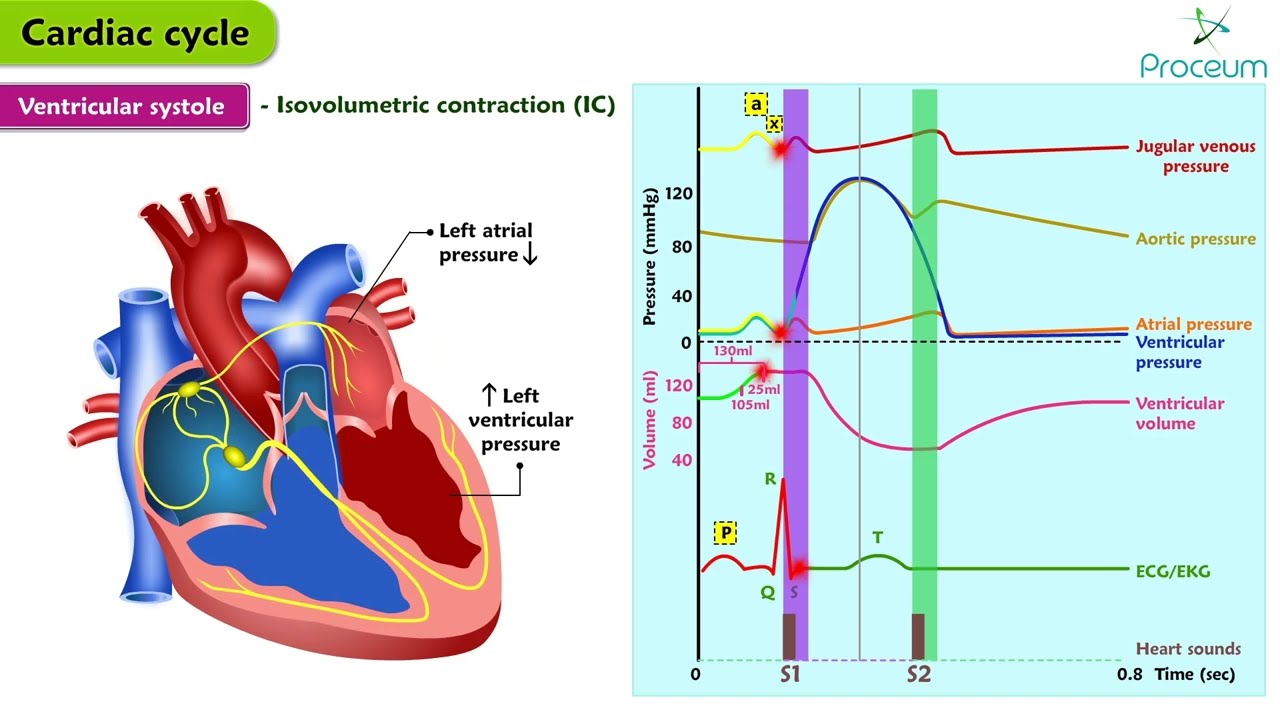 Cardiac Cycle Physiology Animation : USMLE Step 1