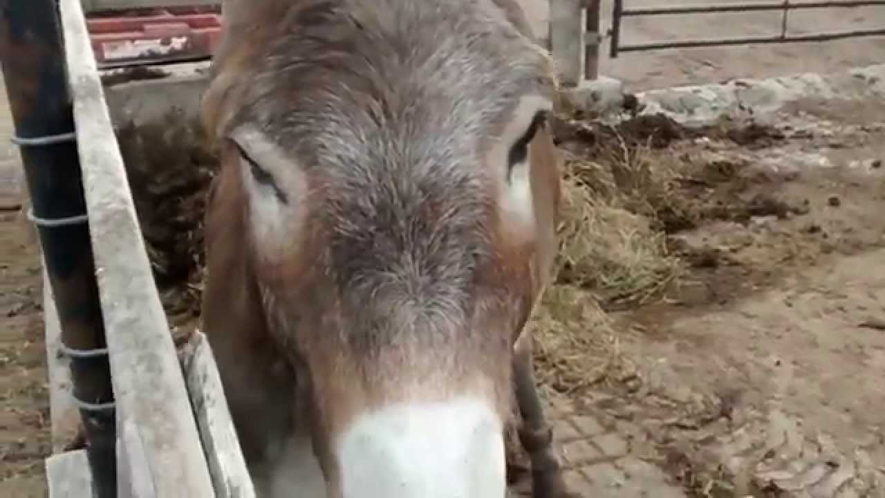 Un burro y una vaca preñada