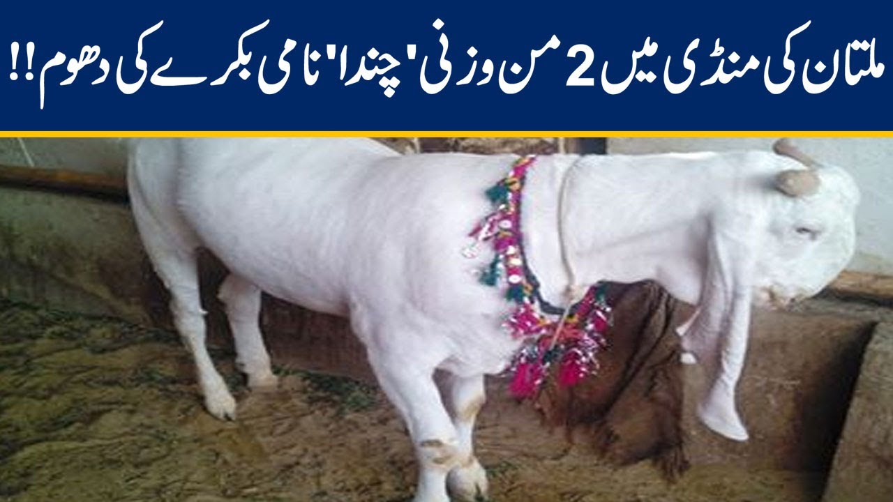 Chanda 'Hot' Entry In Multan Cattle Market