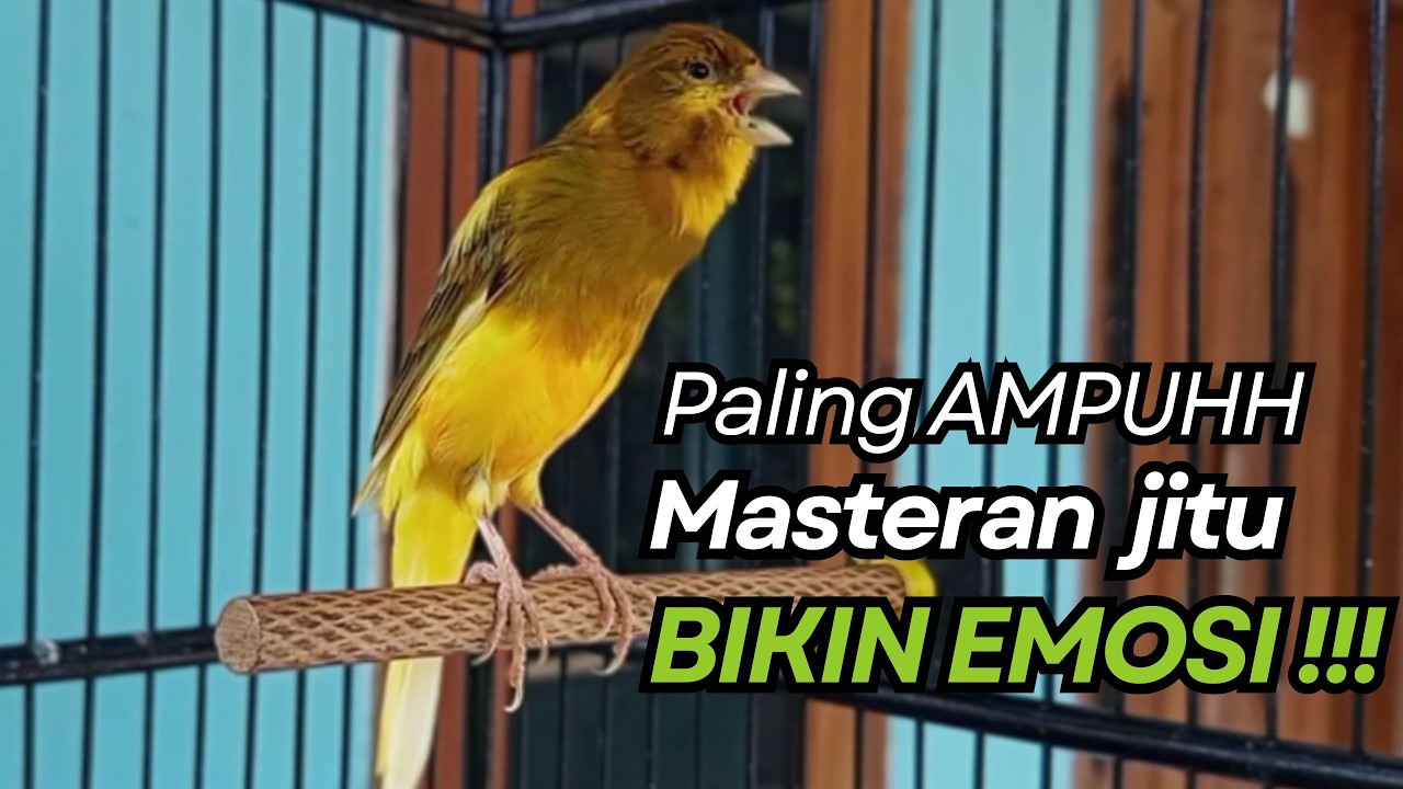KENARI GACOR Cuit CUIT BIRAHI UNTUK PANCINGAN & MASTERAN Kenari PAUD AGAR BUNYI
