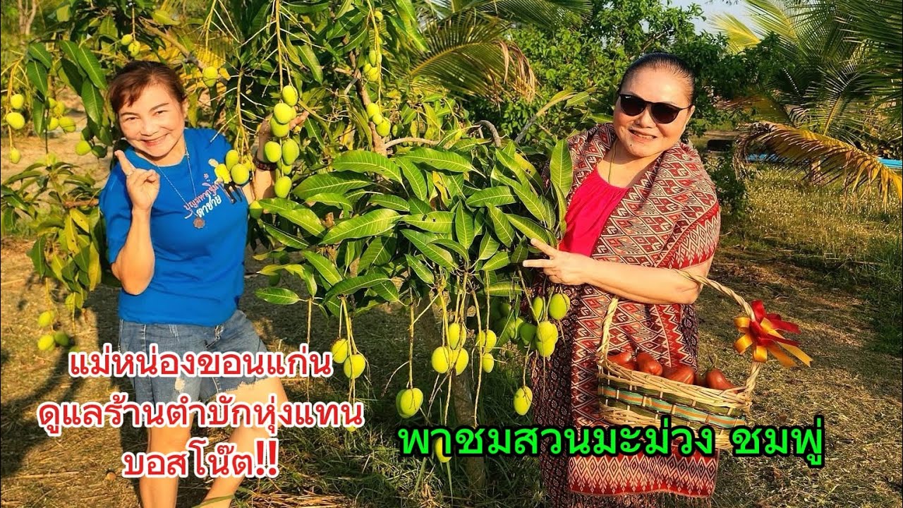 แม่หน่องขอนแก่น ดูแลร้านส้มตำแทนบอสโน๊ต‼️ ชมสวนมะม่วงเบาและชมพู่‼️