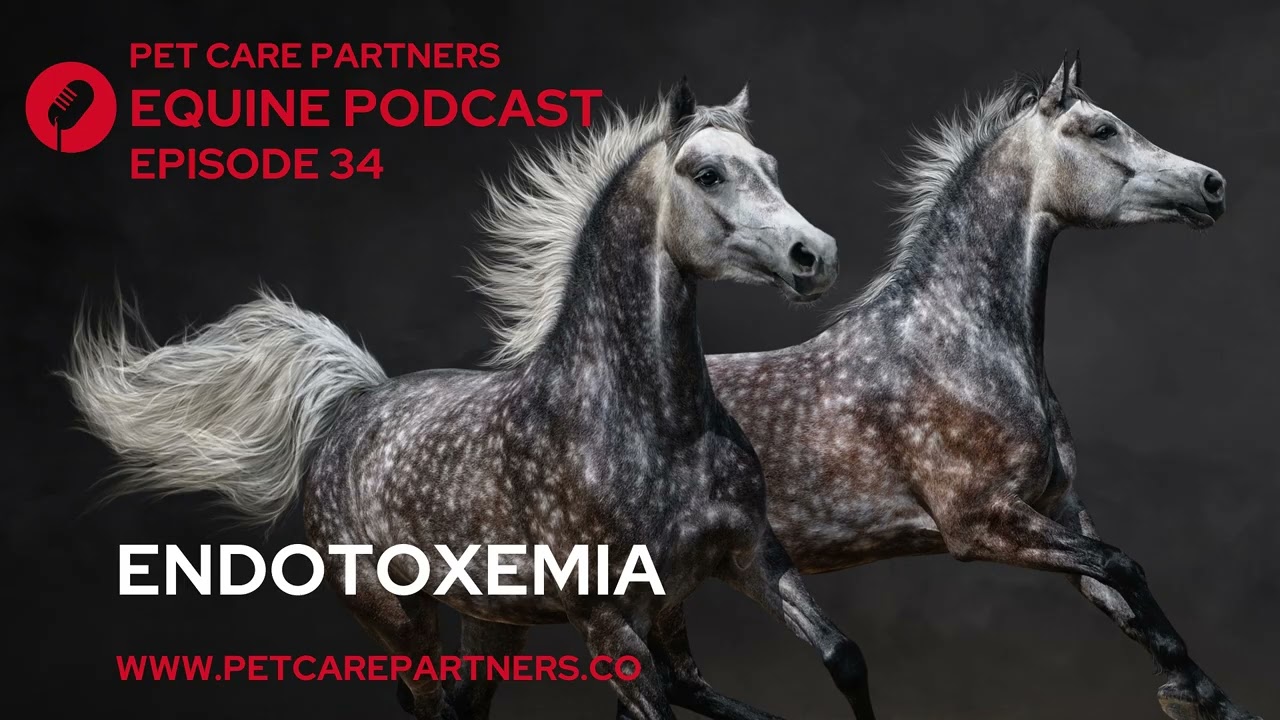 Endotoxemia in Horses: A Life-Threatening Emergency Explained | Pet Care Partners Ep. 34