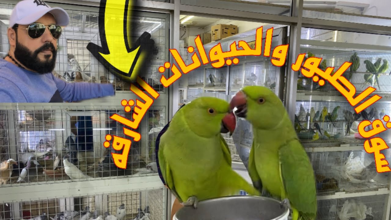 شوف الفرق بين سوق الطيور والحيوانات في الامارات واسواق الطيور والحيوانات في مصر