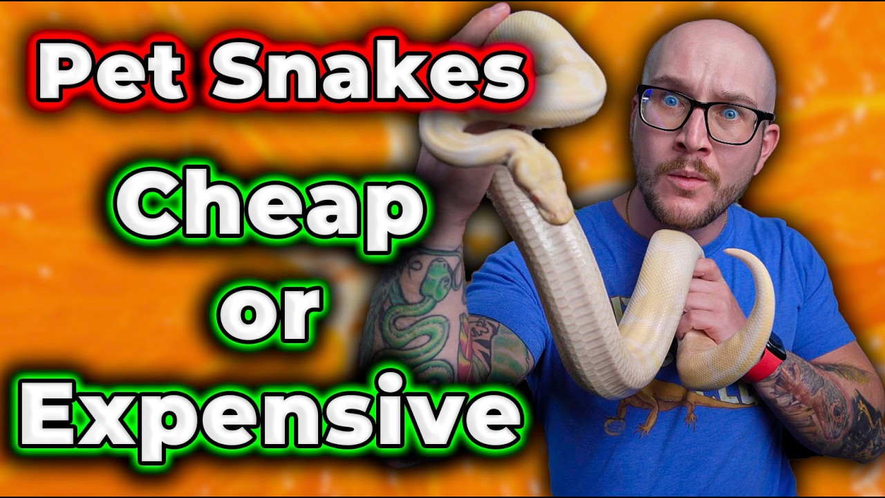 Pet Snakes Cost WAY LESS Than You Think! Here's How!