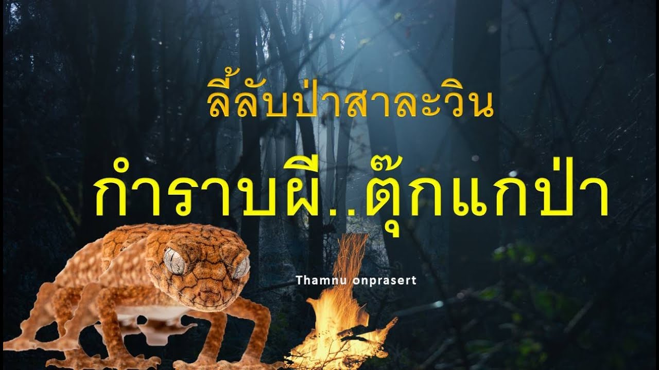 ๔๒.กำราบผี ..ตุ๊กแกป่า  ลี้ลับป่าสาละวิน