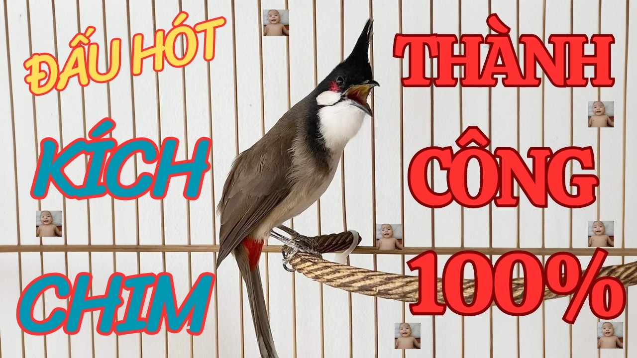 Chào Mào Hót - QUÁ ĐỈNH -má trắng học giọng nhanh căng lửa,luyện chào mào hót sáng ,chào mào hot hay