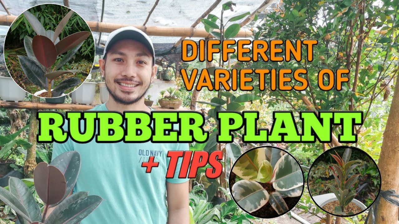 DIFFERENT VARIETIES OF RUBBER PLANT