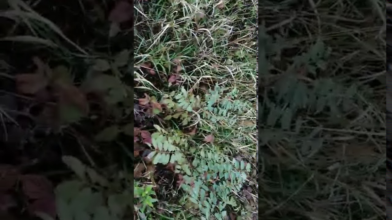 Cum merge viitoare pădure?
