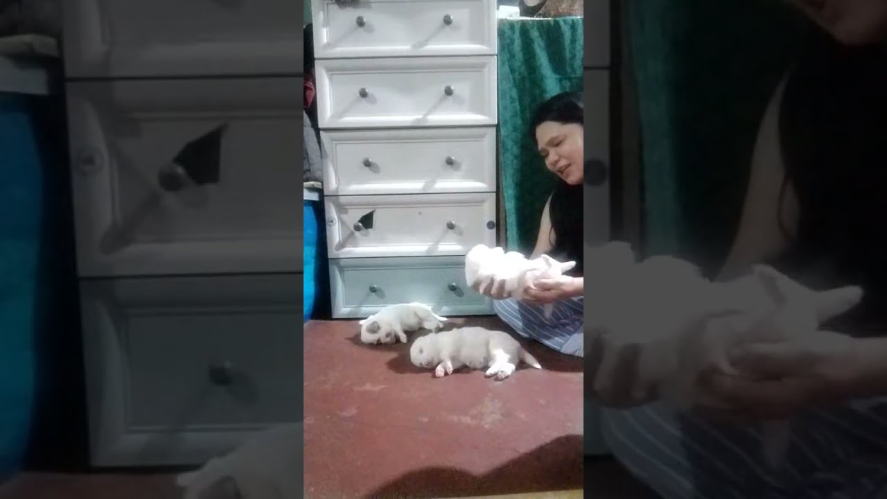 Live Vlog, so Cute Puppies 