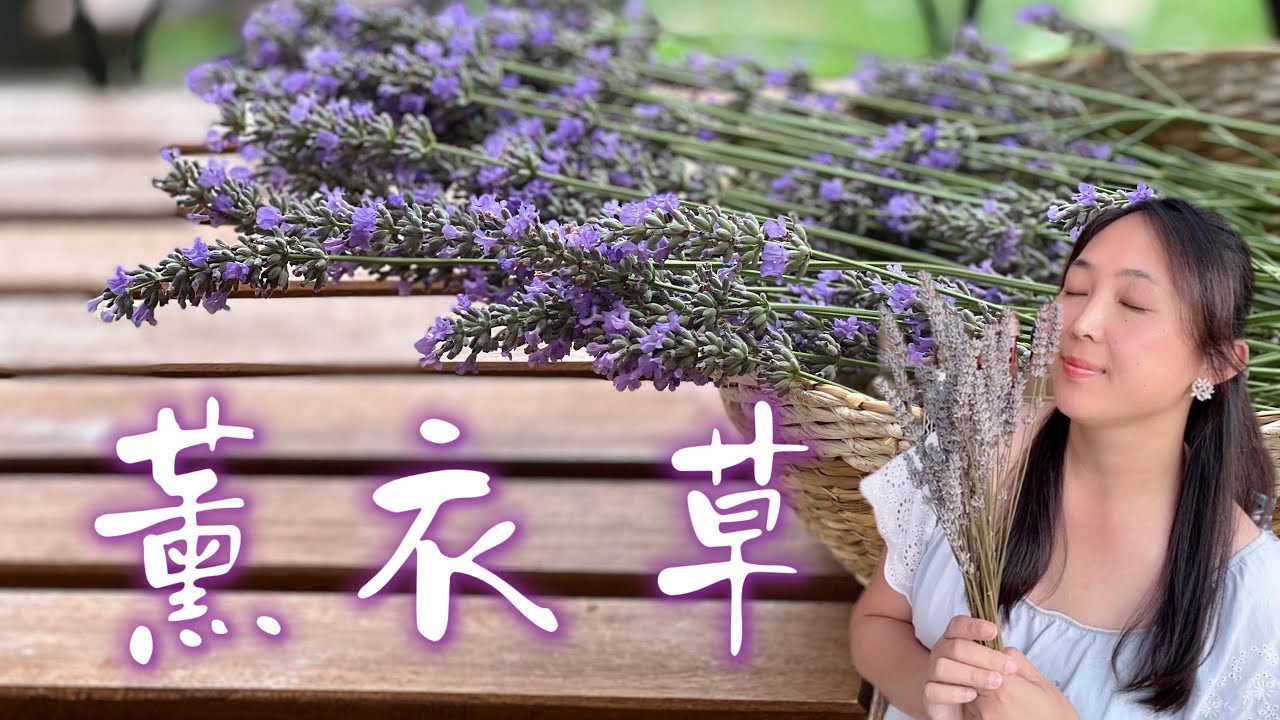 【种植65】Lavender｜用薰衣草做干花和香包，留住夏天的芬芳