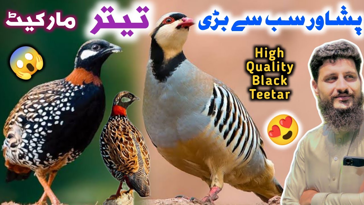 Black Teetar Largest Market In Peshawar 2023 | Francolin | Birds Market Peshawar | Izhar Ali Shah