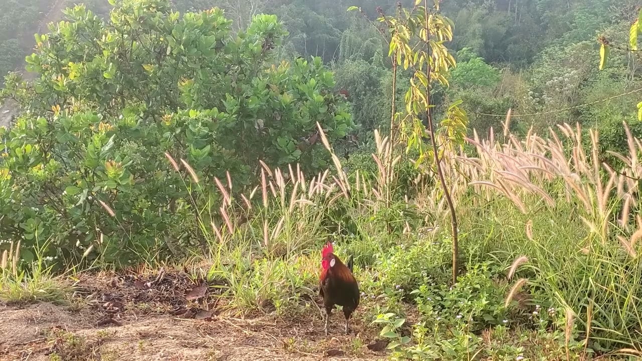 Seven wild chickens, bait, beautiful golden color, perfect voice. 03/18/2026