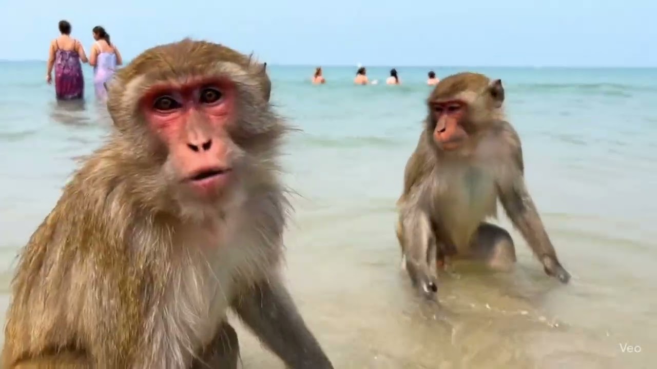 Myanmar vlogs 💨🤣 #KuranganVlogs #MonkeyTravel #JungleVlogger #WildLifeVlogs  #TravelWithMonkey 
