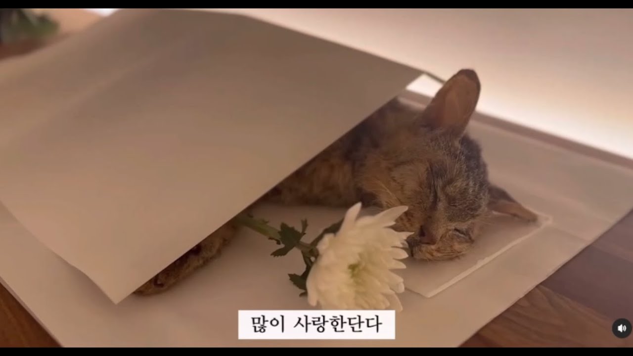 순덕이 마지막가는길  #고양이장례#고마워#많이사랑한단다#cat#catstory#길고양이
