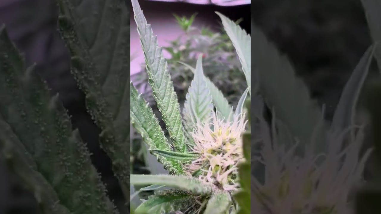 The girls are WET! Day 21 of Flower!! #plants #garden