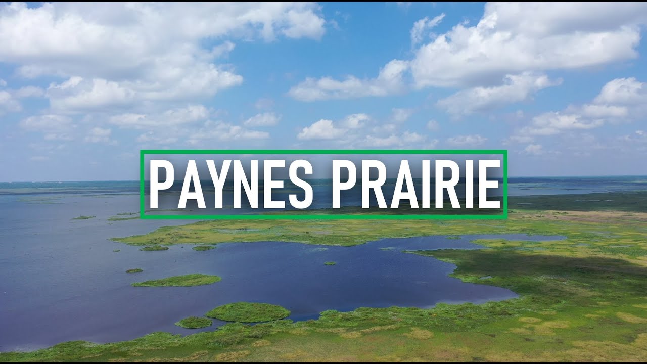 Flying over Paynes Prairie Preserve, Florida | 4K Drone Video with Ambient Music and Binaural Beats
