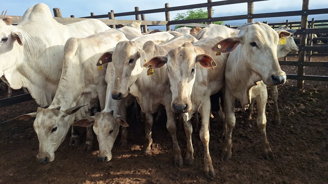 🔥 Feira do Gado 2025 – Alto Sertão Monte Alegre | 🇮🇳 गायों का मेला