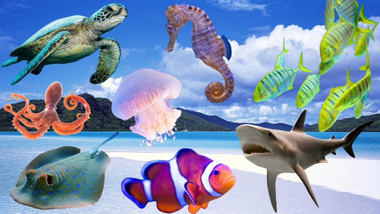 Haiwan Hidupan Laut-penyu,ikan,jerung,kuda laut,obor-obor..