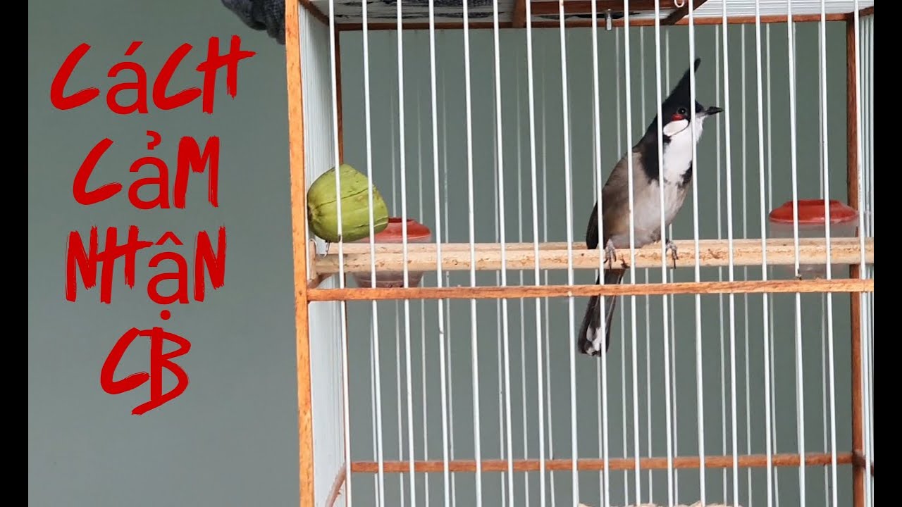 CÁCH CHĂM CHIM CỦA HH CHO AE THAM KHẢO
