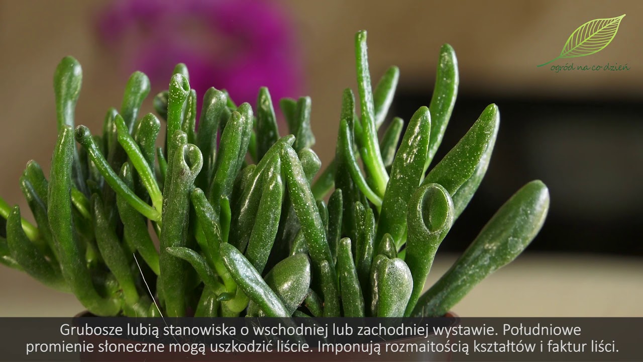 Sukulenty - uprawa i przydatne informacje - domowe rośliny doniczkowe. Jak dbać o sukulenty?