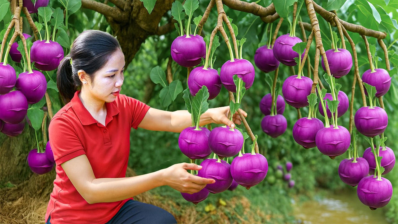Harvesting Giant Kohlrabi Clusters — Picking Big Kohlrabi with My Daughter