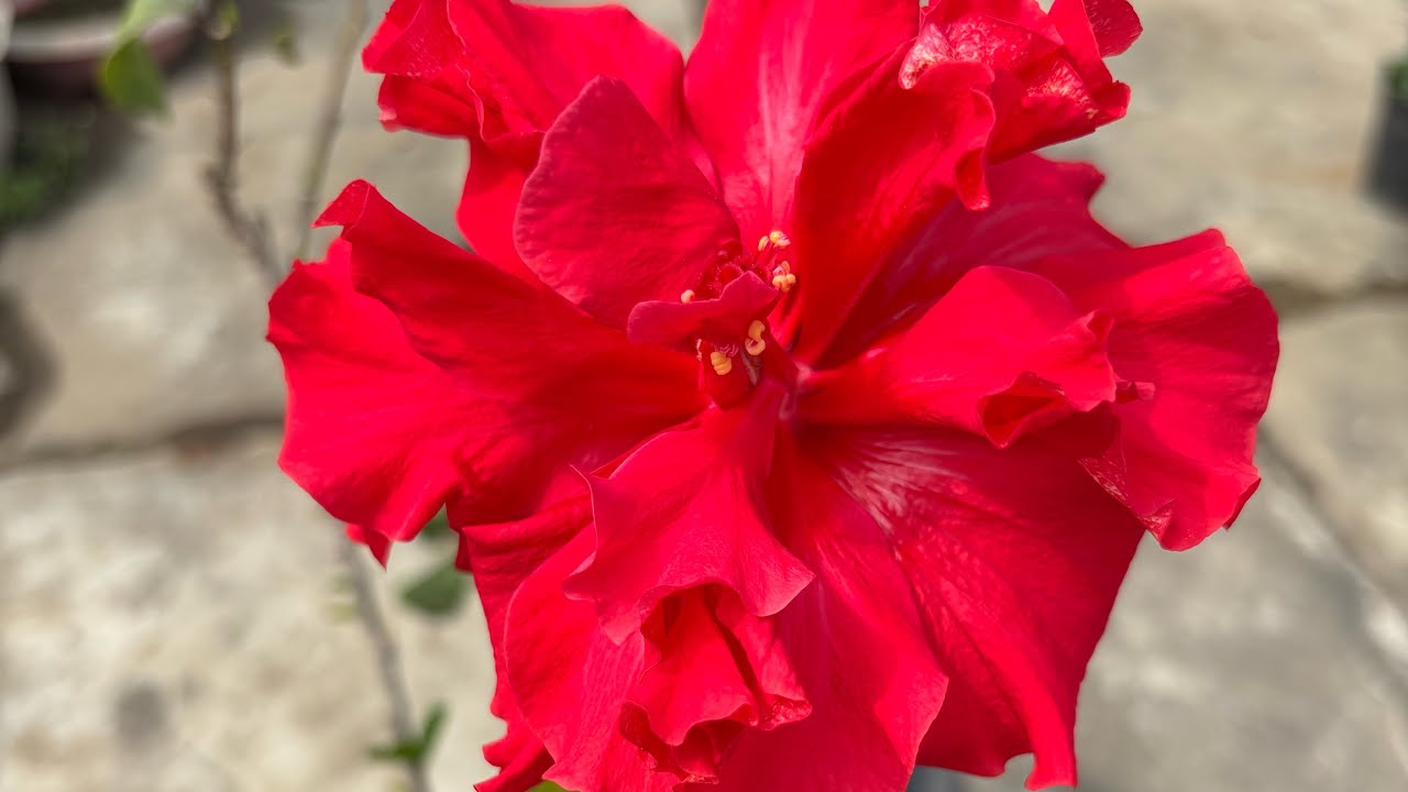 Beautiful flowers in flower show competition at NTPC Kahalgaon 🌸🪴