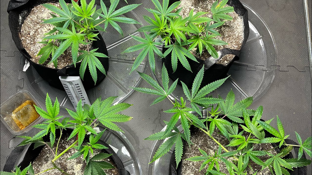 Clone update - Topping and super cropping before and after