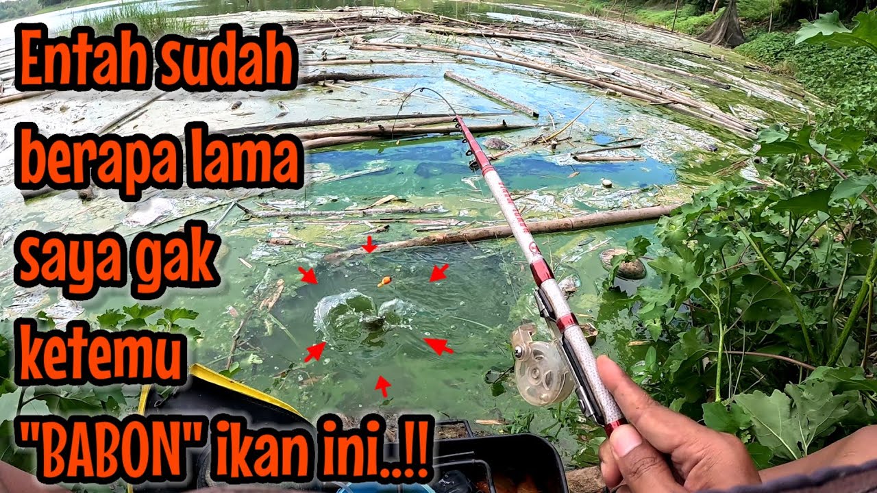 RASANYA SUDAH SANGAT LAMA GAK DAPET BABON IKAN INI || mancing ikan red devil NAHOL MANIA