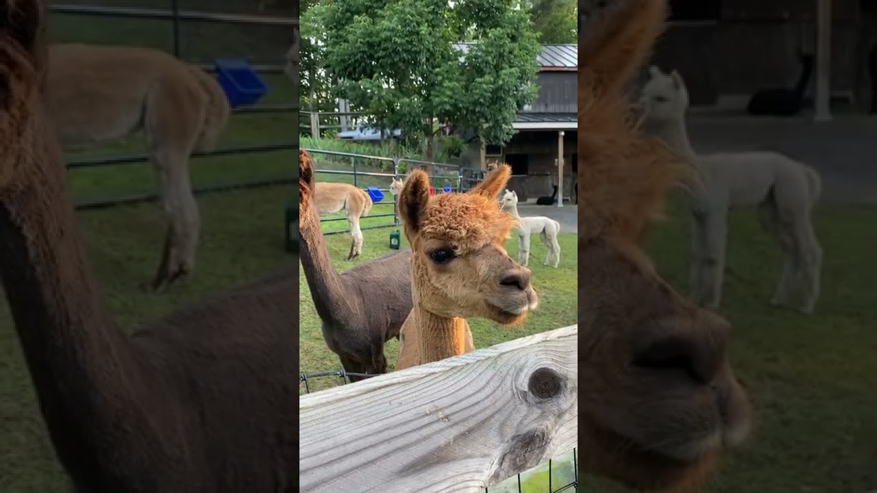Alpaca alarm - how they sound when they see a potential predator