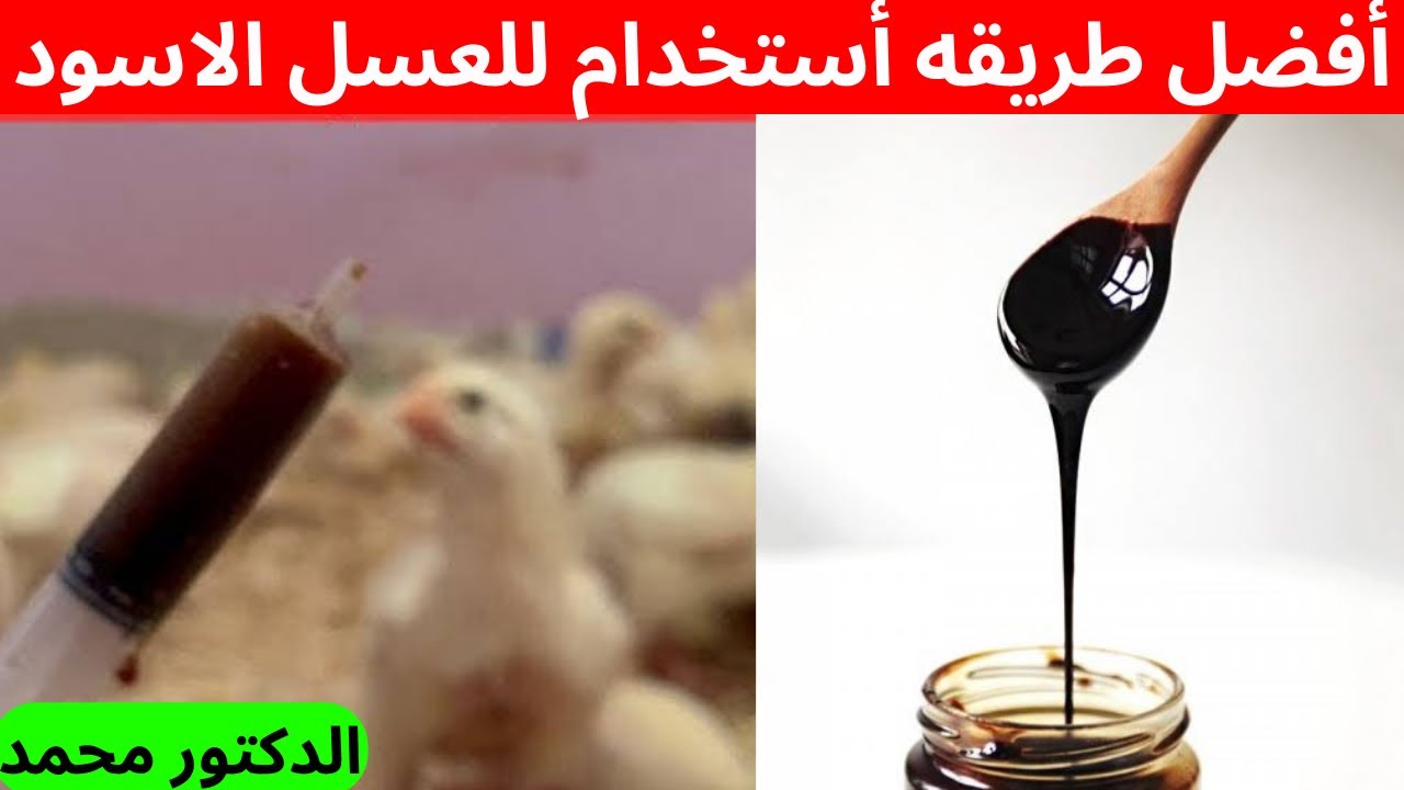 أفضل طريقة لإستخدام العسل الاسود للفراخ التسمين لرفع الأوزان والحيويه