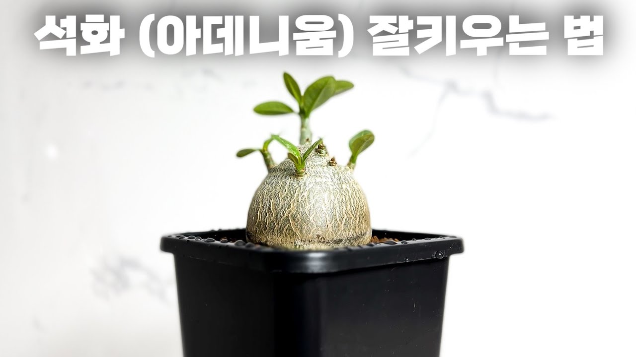 아데니움 (사막의 장미) 키우기 좋은 화분 / 분갈이 / 구독자 2만명 기념 특허난화분 200개 무료 나눔