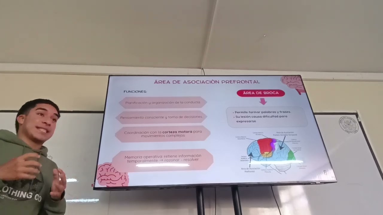 Fisio 2 corteza cerebral funciones intelectuales del cerebelo aprendizaje y memoria 