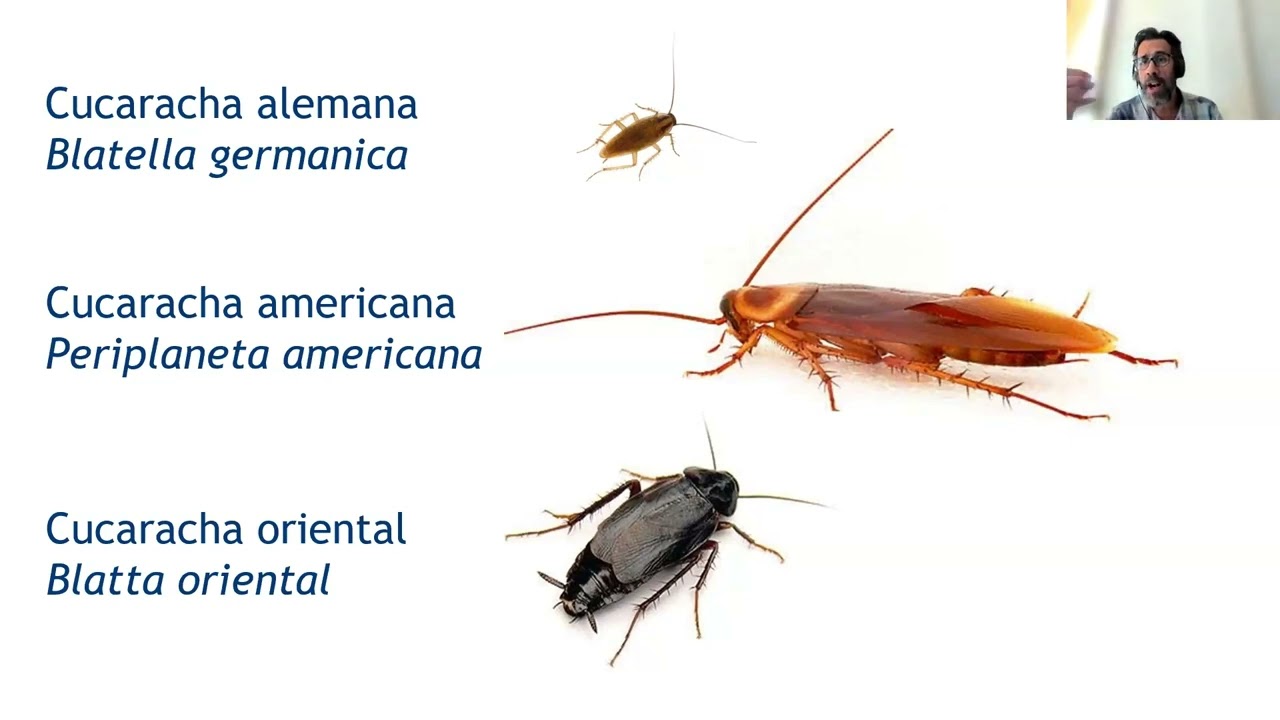 Webinar: ¿Se puede implementar un manejo integrado en un servicio para control de cucarachas?